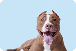 10% de descuento ADICIONAL en alimentos secos.