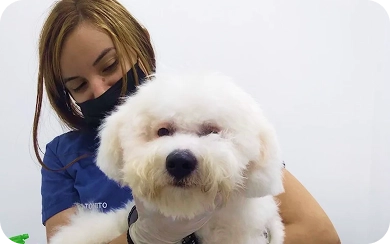 En ropa, pechera y accesorios